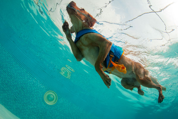 dog-in-hydrotherapy-pool